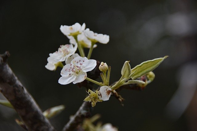 pear flower 4903458 640